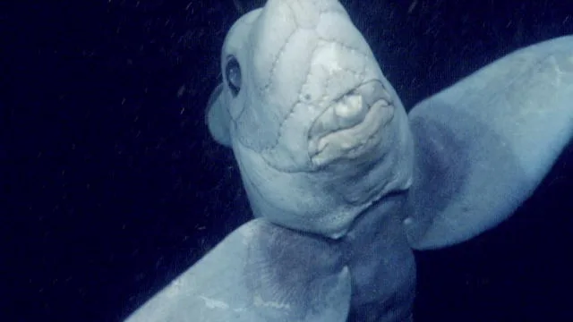 140785758786712889800601197_ghost_shark