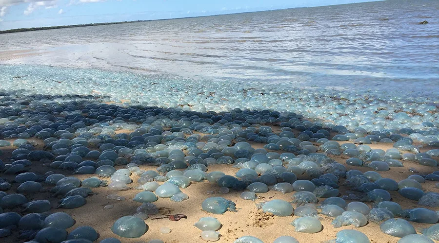 Foto: Charlotte Lawson / Facebook