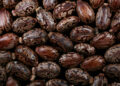 NEW YORK, NY - DECEMBER 16: Castor beans are photographed December 16, 2010 in New York City. The beans, also known by its scientific name of Ricinus communis, are the main ingredient in making the poison ricin. (Photo illustration by Yvonne Hemsey/Getty Images)