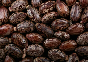 NEW YORK, NY - DECEMBER 16: Castor beans are photographed December 16, 2010 in New York City. The beans, also known by its scientific name of Ricinus communis, are the main ingredient in making the poison ricin. (Photo illustration by Yvonne Hemsey/Getty Images)