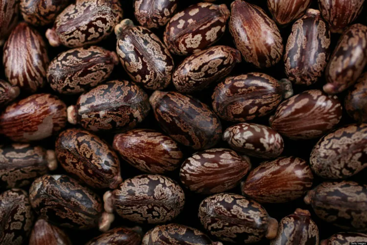 NEW YORK, NY - DECEMBER 16: Castor beans are photographed December 16, 2010 in New York City. The beans, also known by its scientific name of Ricinus communis, are the main ingredient in making the poison ricin. (Photo illustration by Yvonne Hemsey/Getty Images)