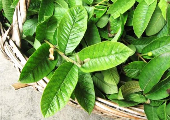 Petua Rahsia Daun Jambu Batu Untuk Kesihatan Dan Kecantikan  Murai MY