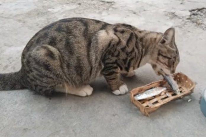 5 Makanan Berbahaya Yang Tidak Boleh Dimakan Oleh Kucing - Murai MY