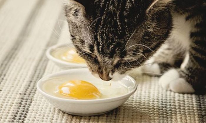 5 Makanan Berbahaya Yang Tidak Boleh Dimakan Oleh Kucing - Murai MY