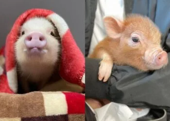 Foto - Instagram @mipigcafe