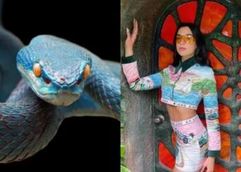 Foto - Az Animals/Instagram @dualipa