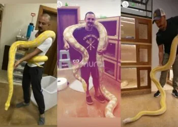 Foto - Instagram @the.snakeroom