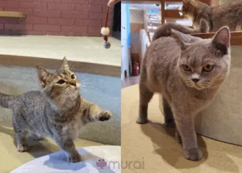 Foto - Instagram @lalaport_bbcc