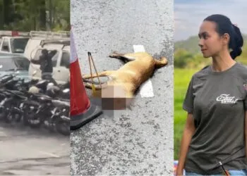 via Instagram Natasha Hudson & FB Persatuan Haiwan Terbiar Malaysia