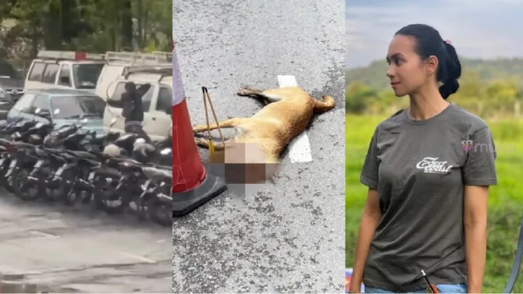 via Instagram Natasha Hudson & FB Persatuan Haiwan Terbiar Malaysia