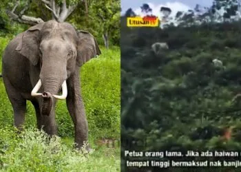 via Wikipedia/Twitter