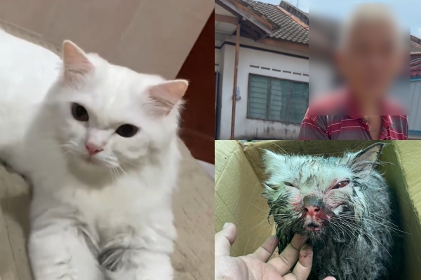 [VIDEO] Wanita Meraung Cari Kucing Kesayangan, Rupanya Jiran Pukul & Sumbat Dalam Longkang