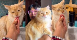 Kucing Nabila Huda Makan Wagyu A5, Netizen Terkedu Hidup Lebih Mewah dari Manusia