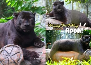 Foto - @znmzoonegara (TikTok)