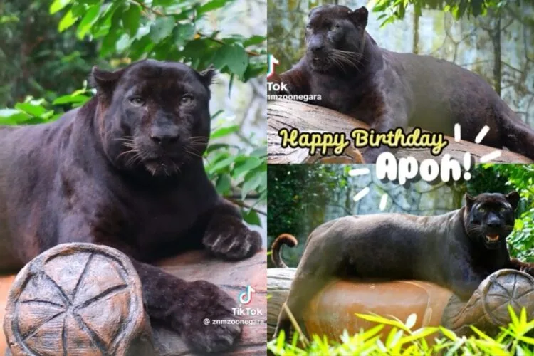 Foto - @znmzoonegara (TikTok)