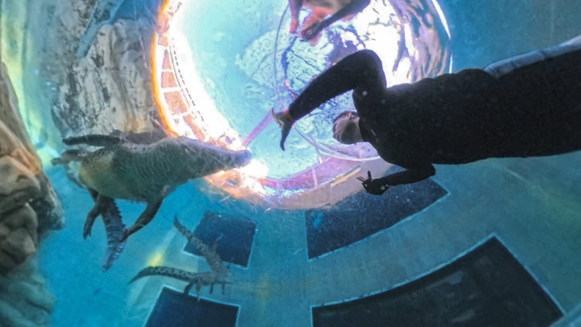 MURAI ‘Dive’ Dengan Buaya 750kg Di Darwin, Jantung Nyaris Tercicir Di ‘Cage of Death’