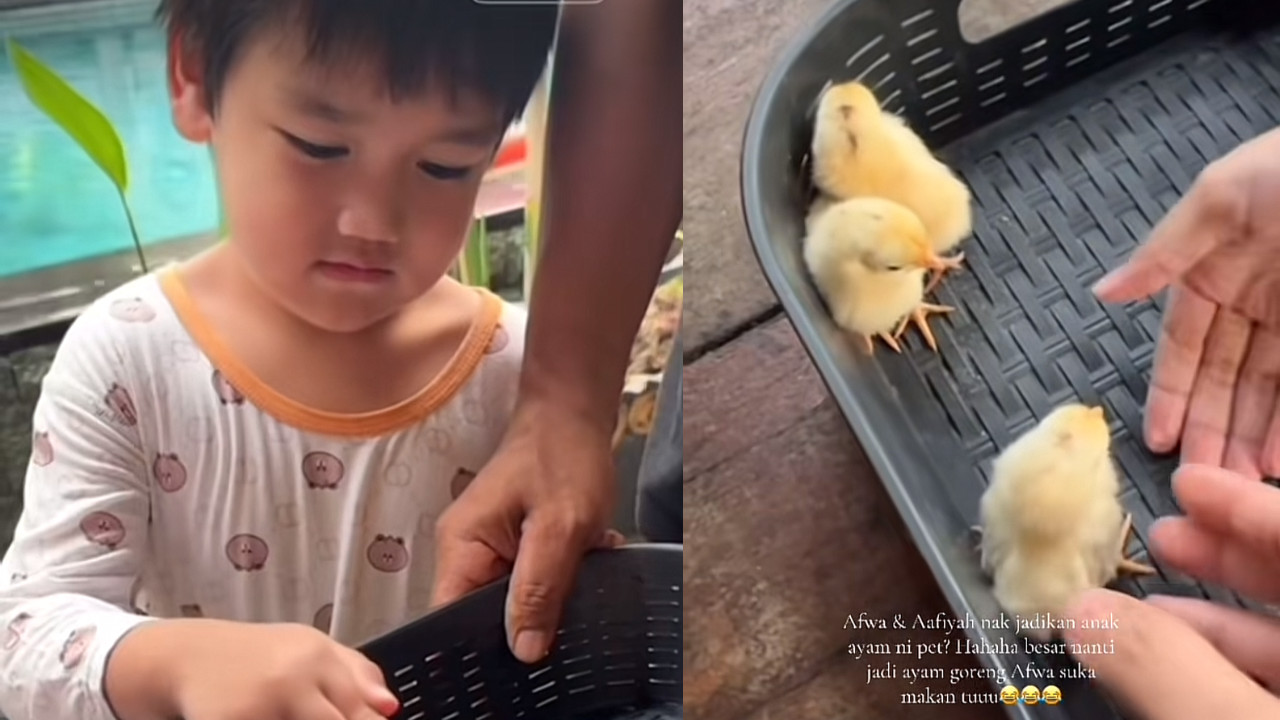 [VIDEO] Telatah Afwa Mahu Bela Anak Ayam Sebagai Binatang Peliharaan, Buatkan Netizen Terhibur