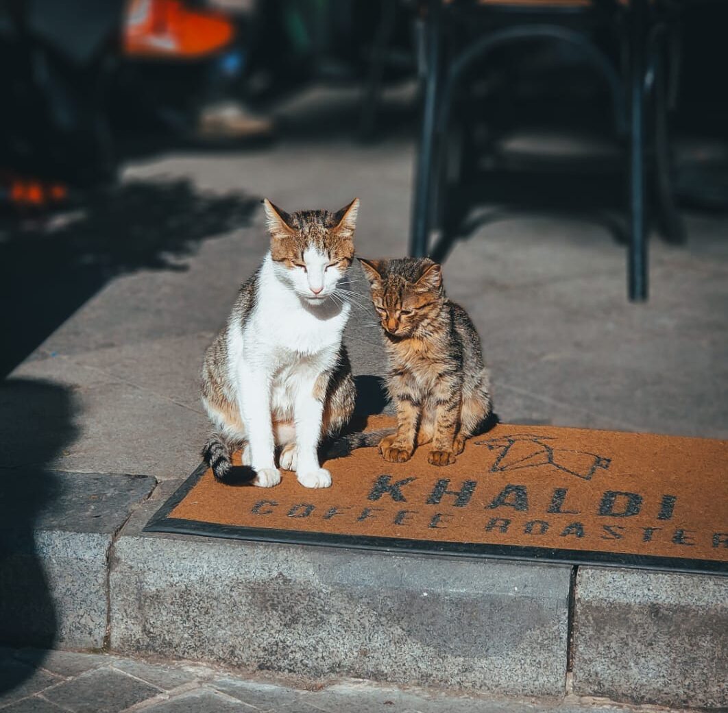 Catstanbul, Kota Berbulu! Ini Cerita Kucing-kucing Istanbul Yang Jarang Orang Ceritakan