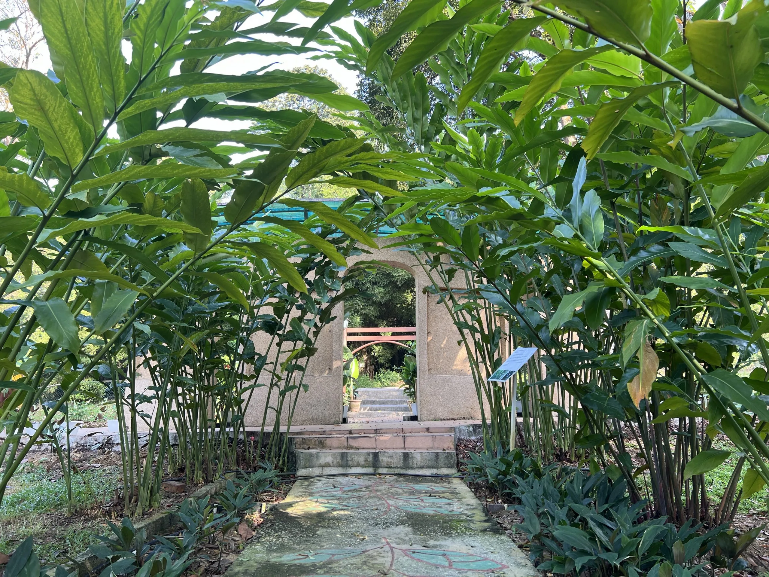 LALUAN ZINGIBERACEAE (LAMAN ZINGIBERALES)