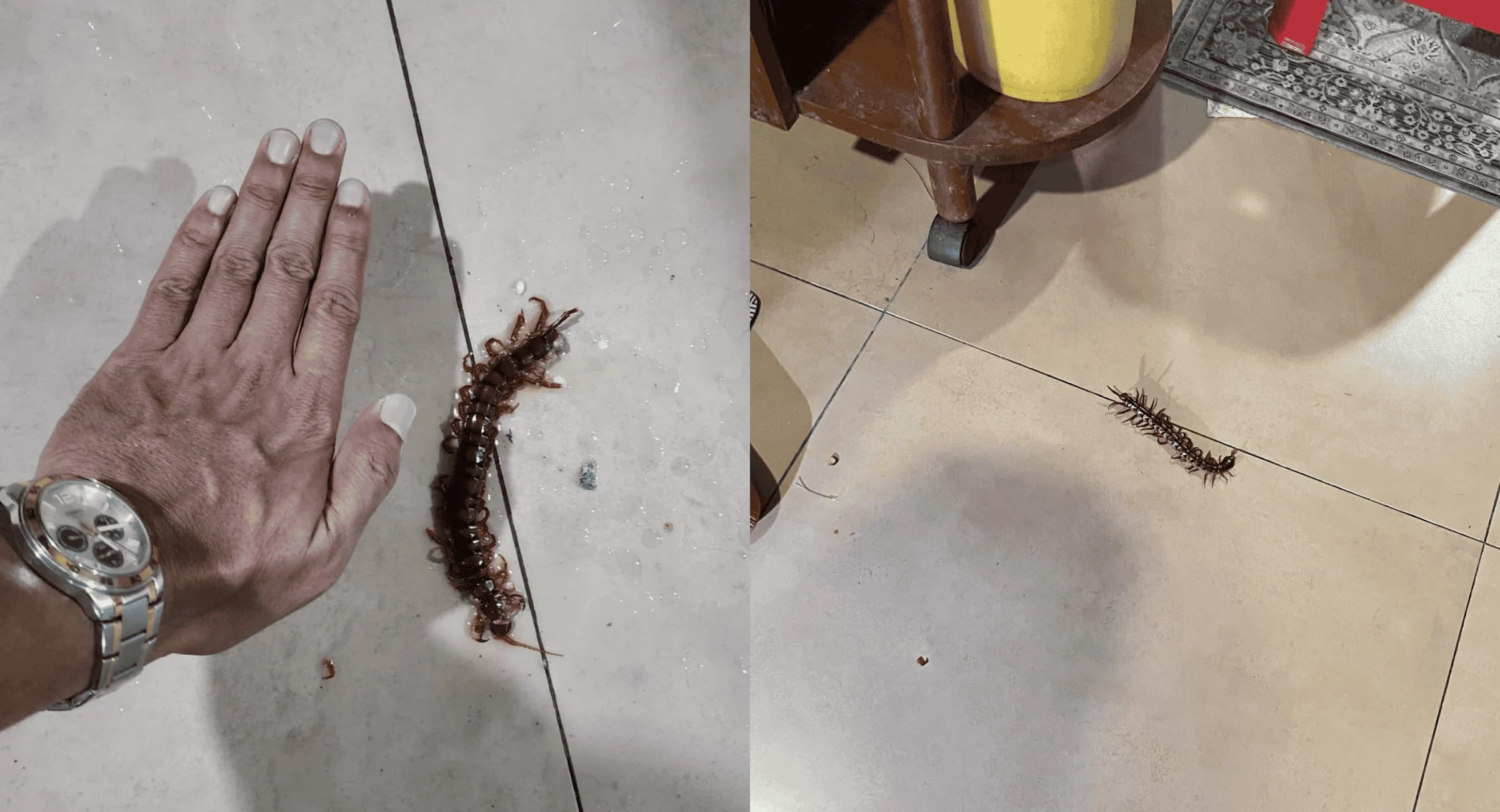 Ingatkan Tikus, Rupanya Lipan! Detik Cemas Wanita Disengat Awal Pagi Undang Seram Netizen