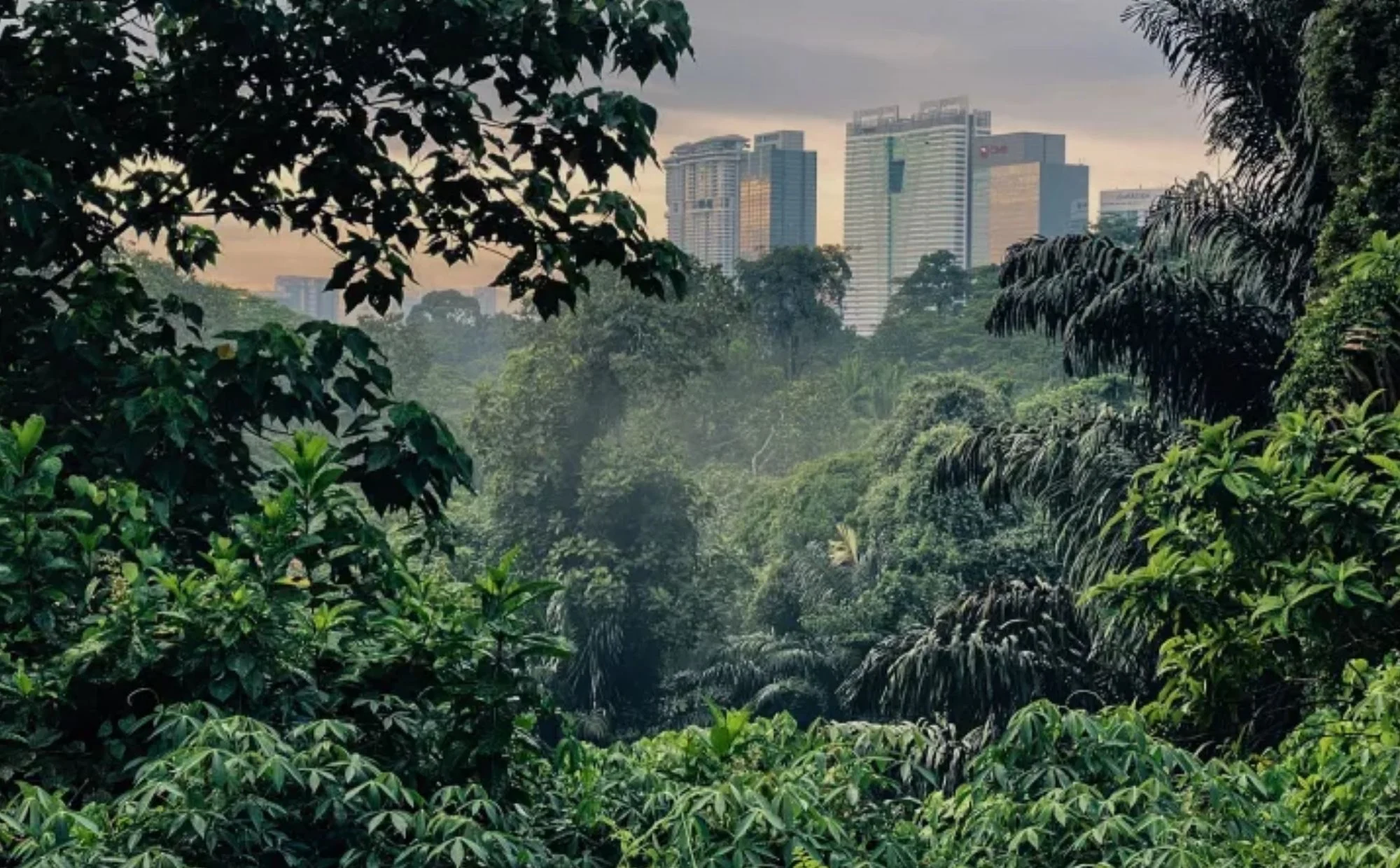 Pulai Trail KL: Hutan Tersembunyi Di Tengah Bandar Yang Ramai Tak Sedar