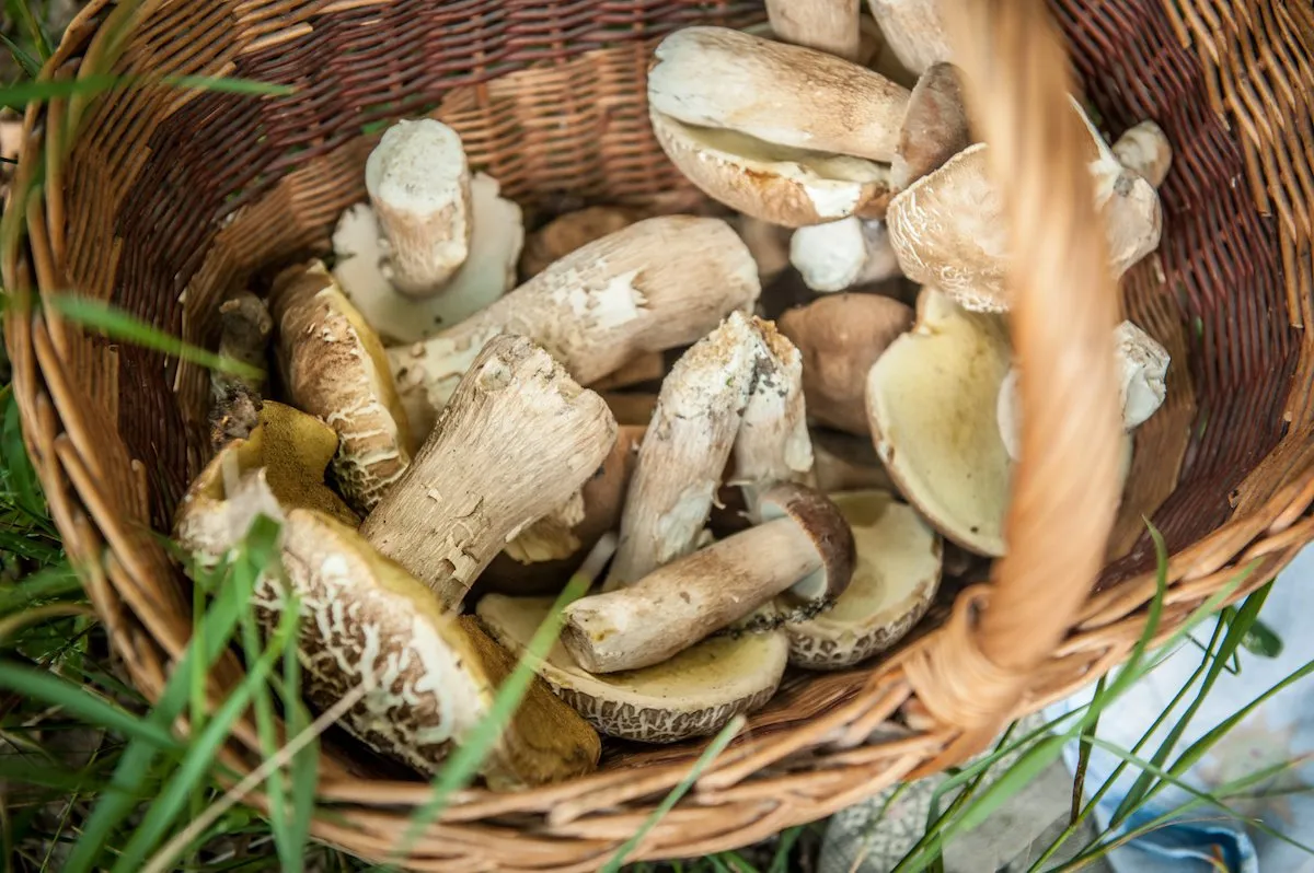 mushrooms